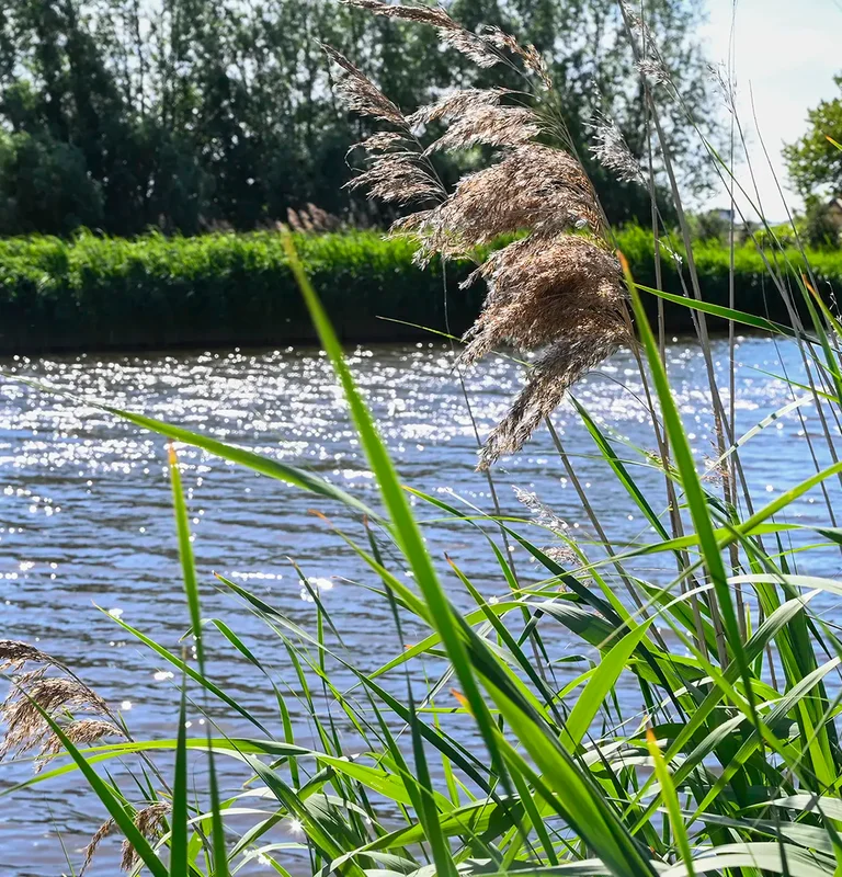 Header Image